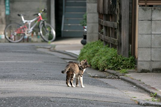 街のねこたち