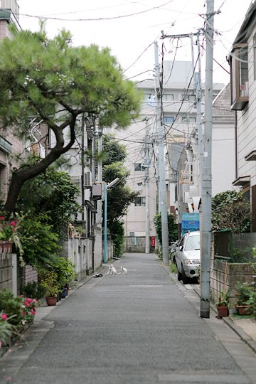 街のねこたち