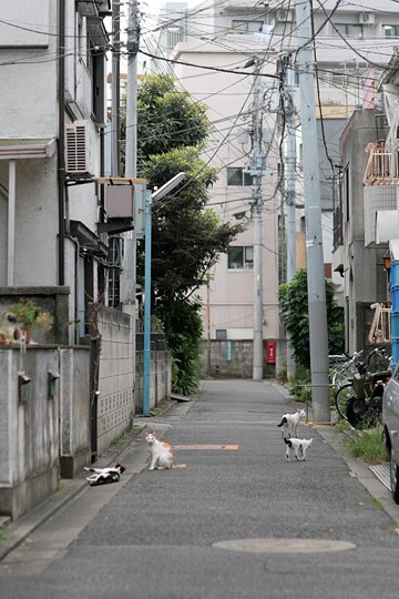 街のねこたち