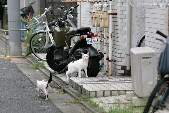 街のねこたち