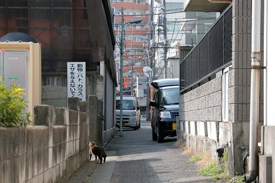 街のねこたち