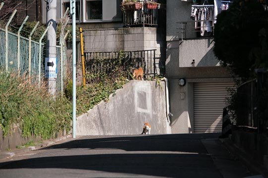 街のねこたち