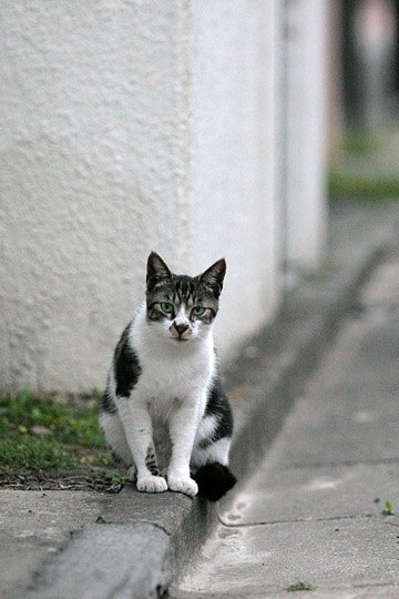 街のねこたち