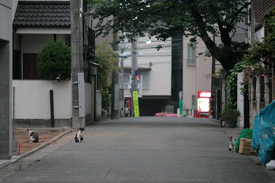 街のねこたち