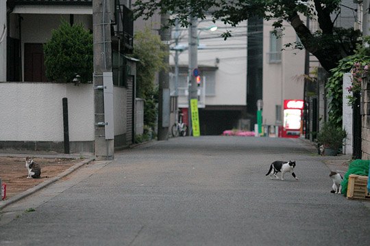 街のねこたち