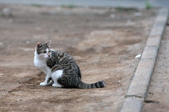 街のねこたち