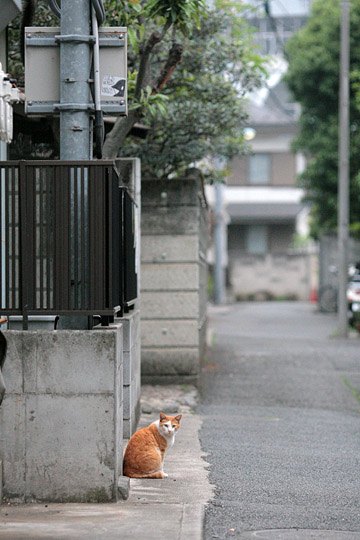 街のねこたち