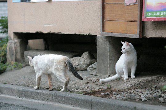 街のねこたち
