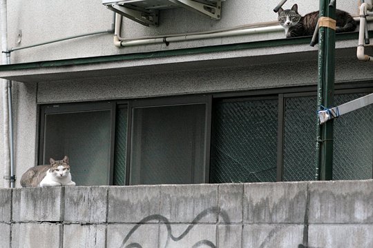 街のねこたち