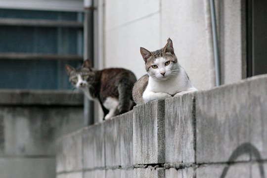 街のねこたち