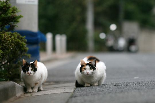 街のねこたち