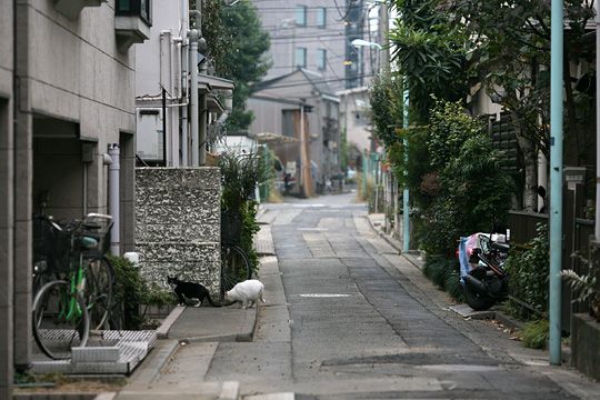街のねこたち