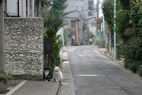 街のねこたち
