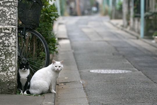 街のねこたち
