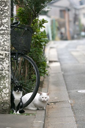 街のねこたち