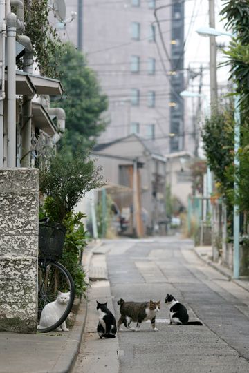 街のねこたち
