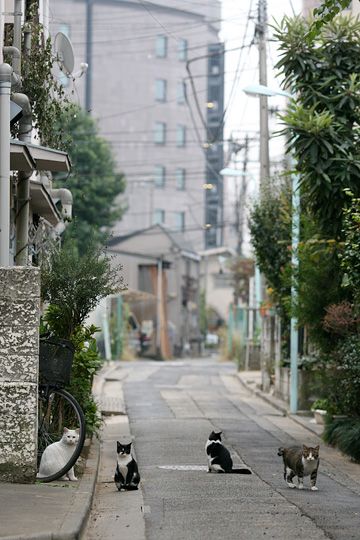 街のねこたち