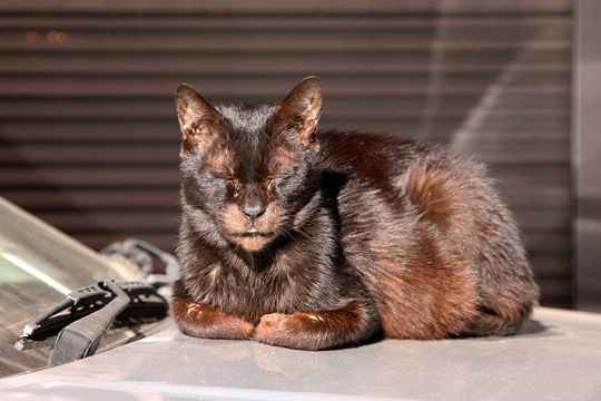 街のねこたち
