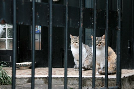 街のねこたち