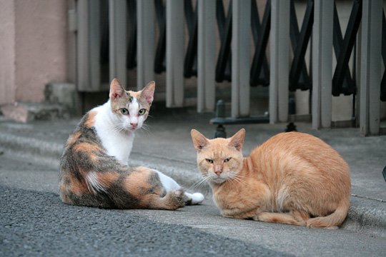 街のねこたち