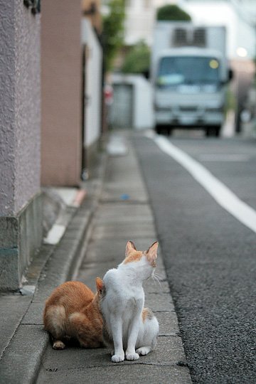 街のねこたち