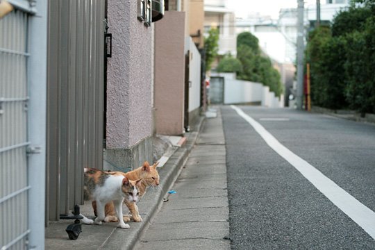 街のねこたち