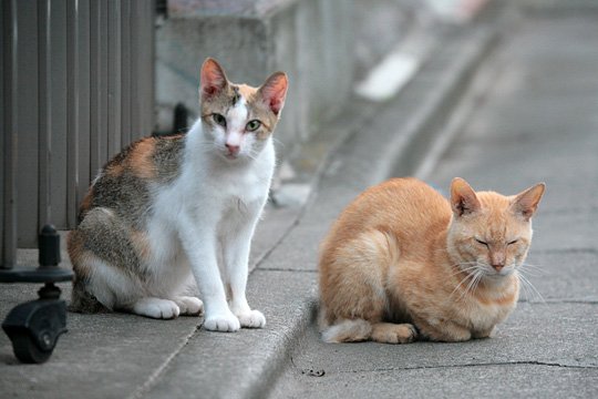 街のねこたち