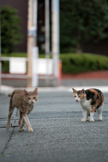 街のねこたち