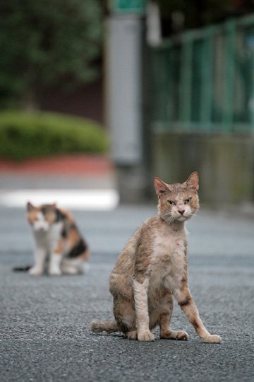 街のねこたち