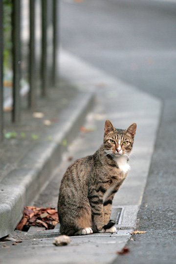 街のねこたち