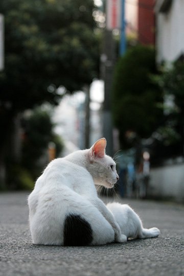 街のねこたち