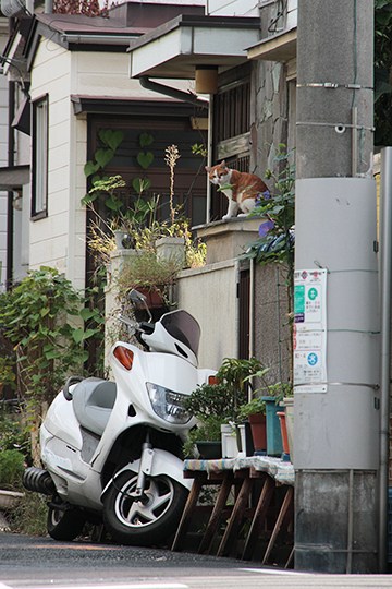 街のねこたち