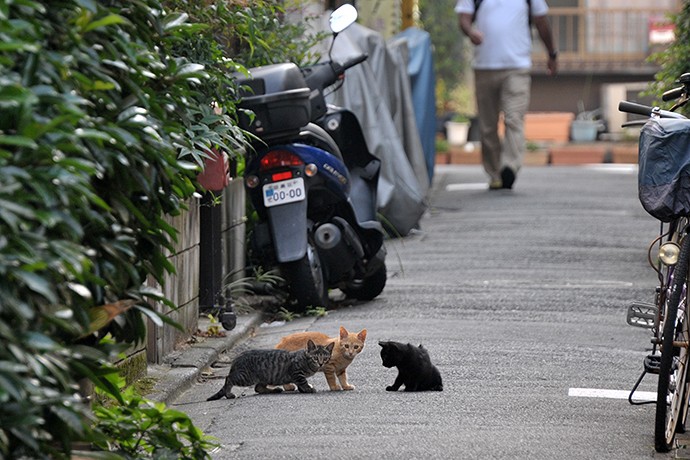 街のねこたち