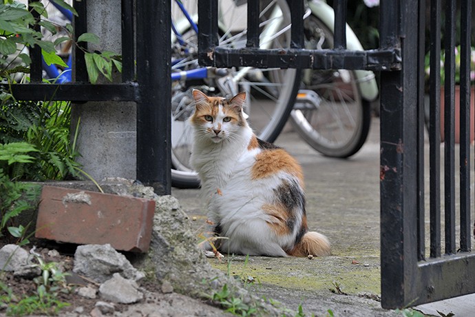 街のねこたち