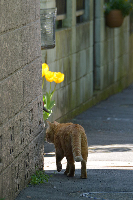 街のねこたち