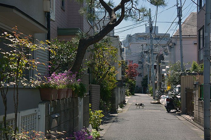 街のねこたち