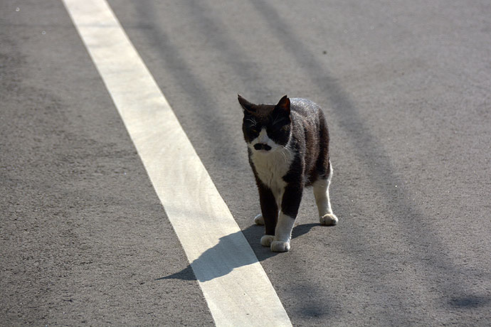 街のねこたち