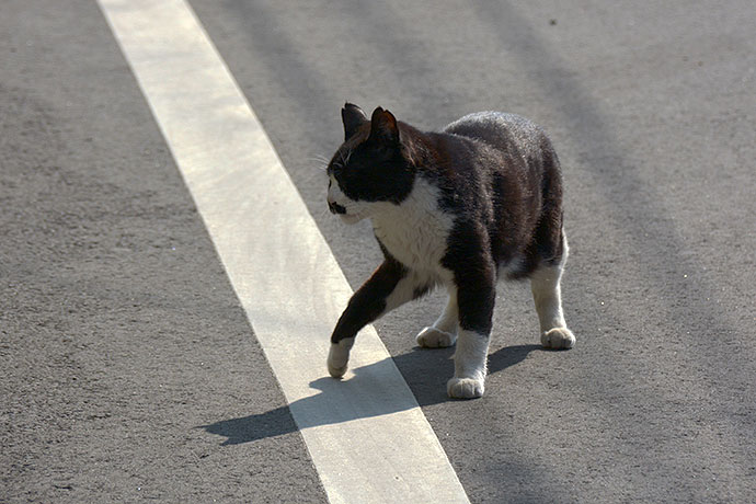 街のねこたち