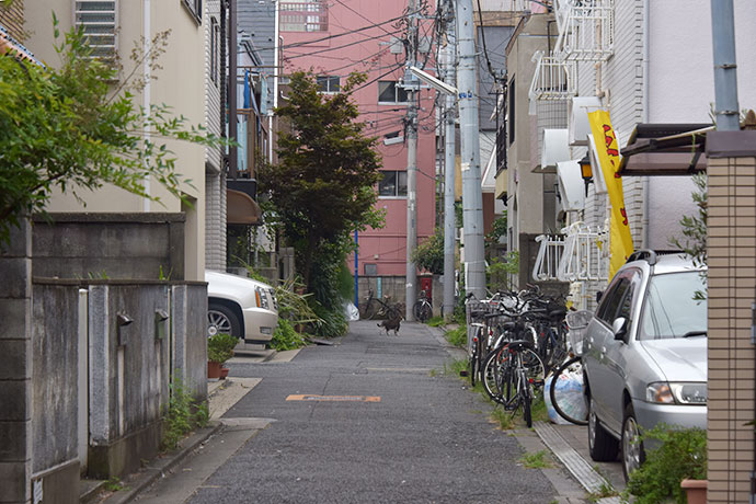 街のねこたち