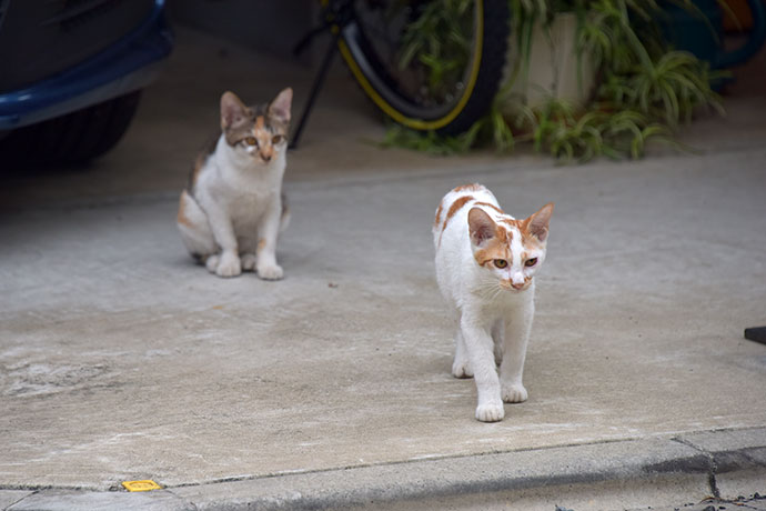 街のねこたち