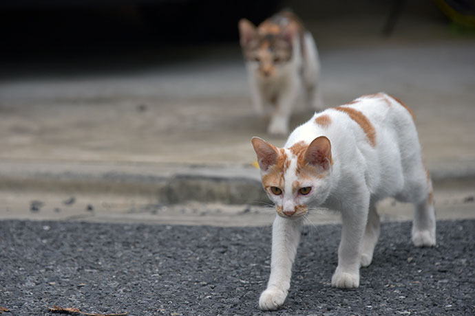 街のねこたち