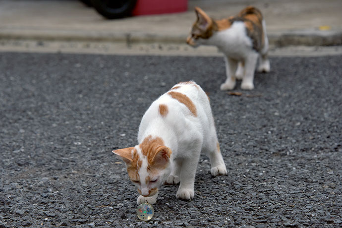 街のねこたち