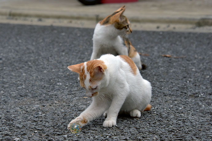 街のねこたち