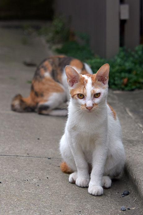 街のねこたち