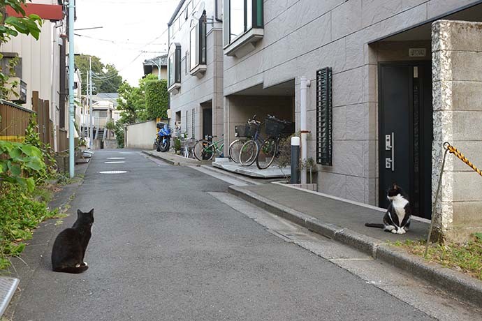 街のねこたち
