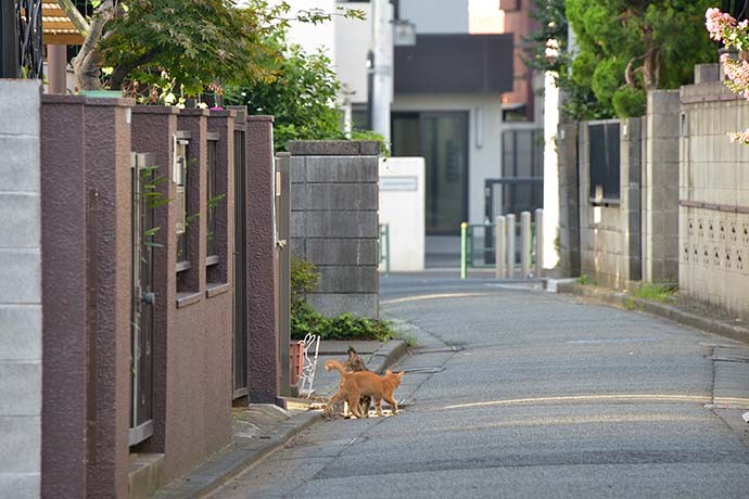街のねこたち