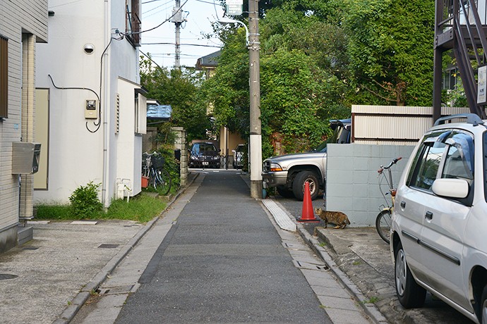 街のねこたち