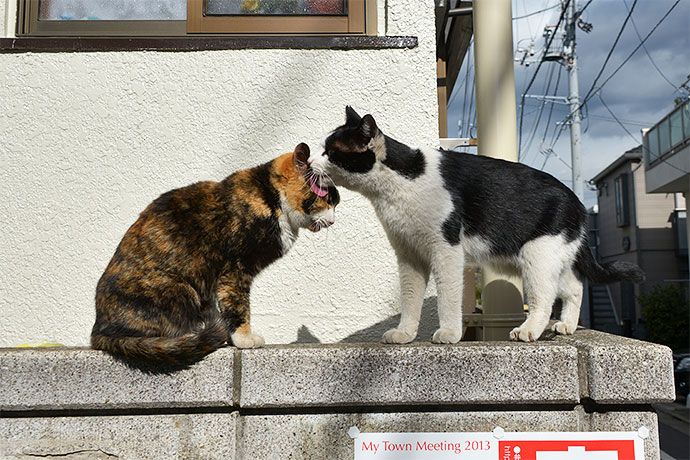 街のねこたち
