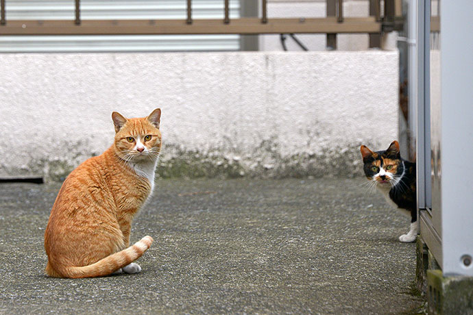 街のねこたち