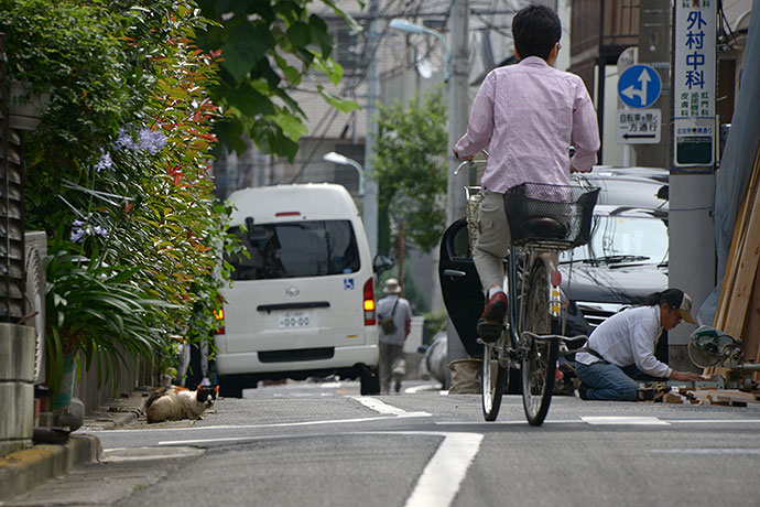 街のねこたち